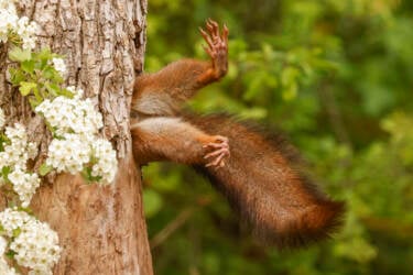 Nikon Comedy Wildlife Awards 2024