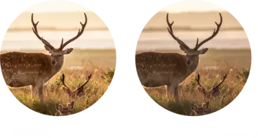 nikon-image